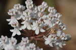 Swamp milkweed